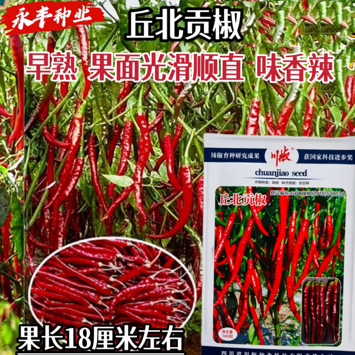 丘北贡椒种子早熟果面光滑顺直辣椒种籽高产抗病大田红尖椒味香辣