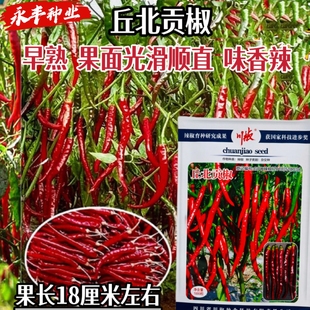 丘北贡椒种子早熟果面光滑顺直辣椒种籽高产抗病大田红尖椒味香辣