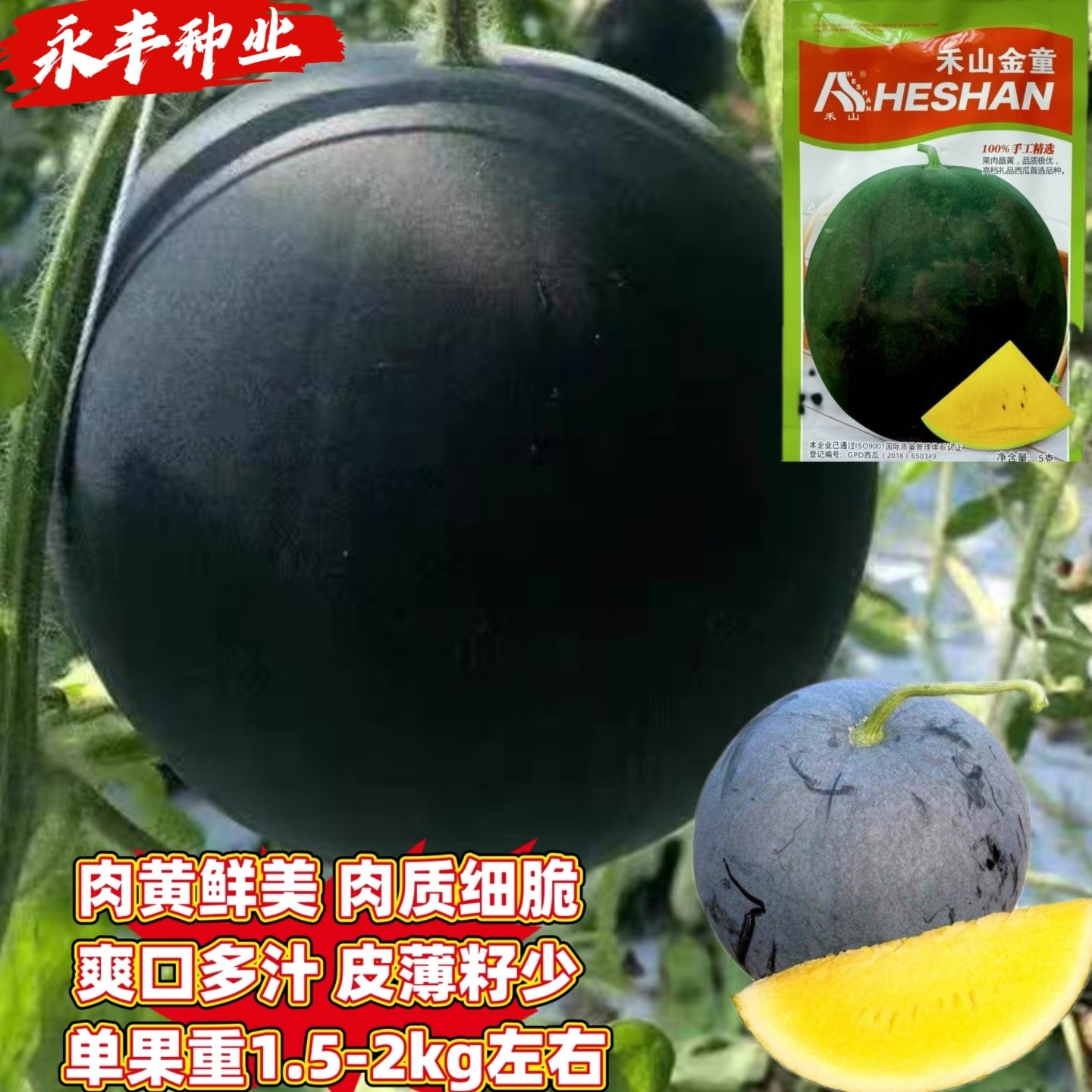 禾山金童黑皮黄瓤小型礼品西瓜种籽少籽极早熟薄皮肉质细脆多汁