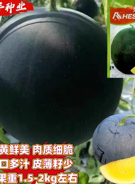 禾山金童黑皮黄瓤小型礼品西瓜种籽少籽极早熟薄皮肉质细脆多汁