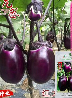 红太子茄子种子早熟生长快坐果好耐寒耐热椭圆型紫红茄子种籽春秋