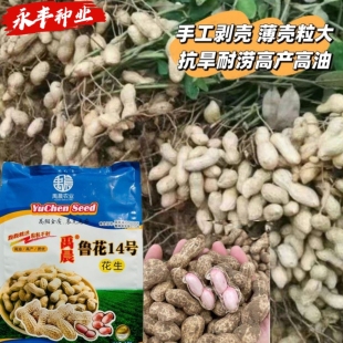 禹晨鲁花14号花生种子早熟大粒饱满高产高油抗病花生豆种籽手工剥