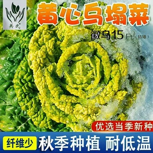 耐寒徽乌黄心菜乌塌菜种籽小白菜种孑菊花传心菜秋冬抗霜雪蔬菜籽