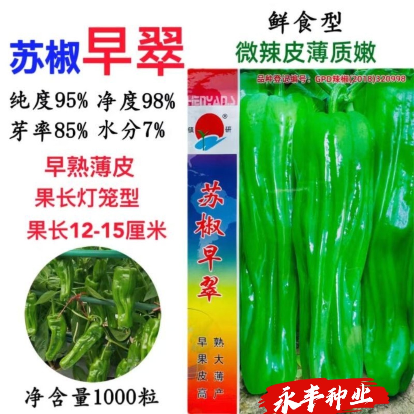 镇研苏椒早翠辣椒种子早熟薄皮泡椒种子微辣薄皮长灯笼青椒种子