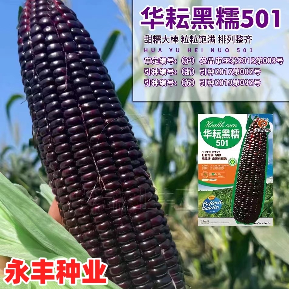 华耘黑糯501甜糯珍珠糯黑玉米种子紫玉米种籽早熟高产皮薄香甜