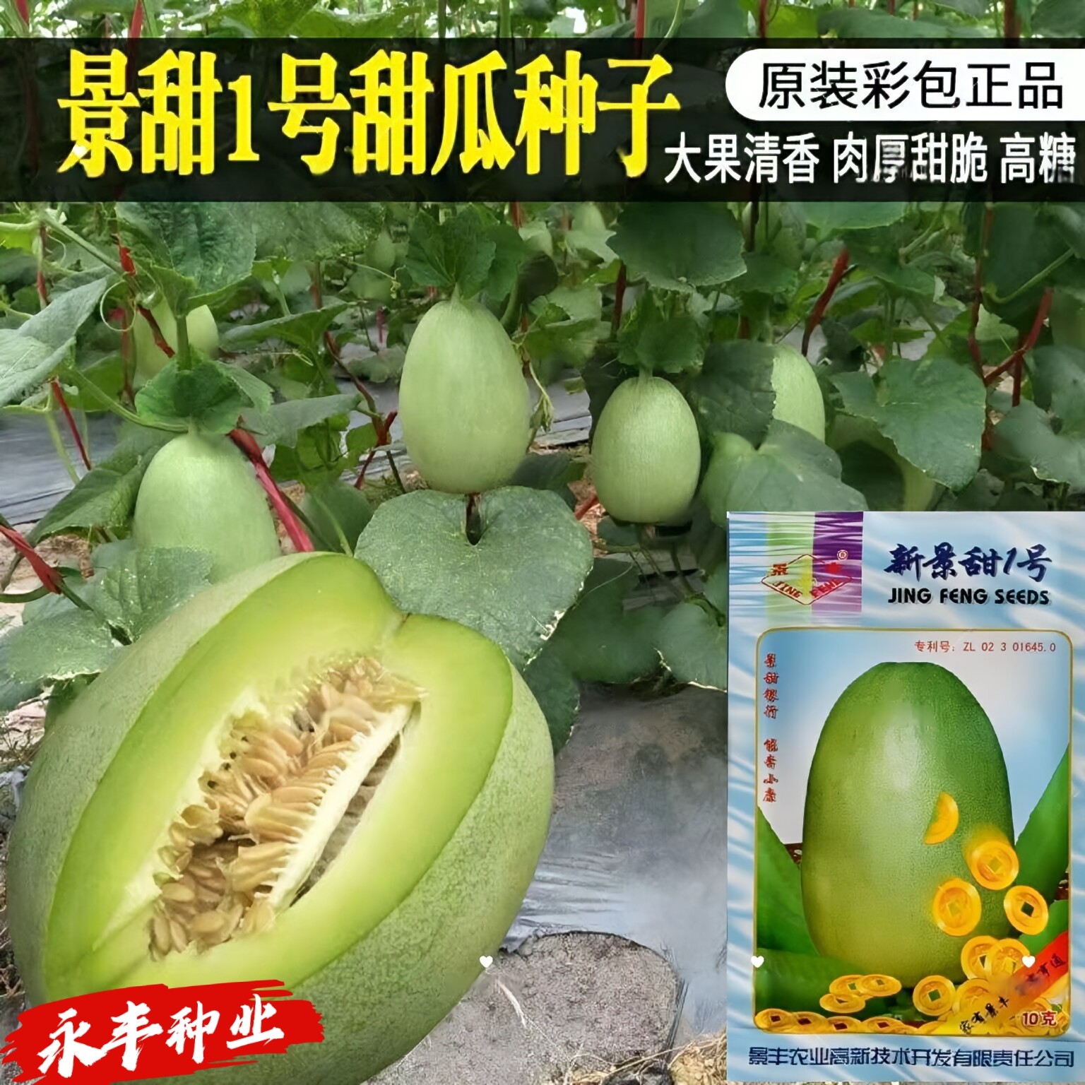 景丰新景甜1号甜瓜种子大果型酥面香瓜种籽春秋基地用芳香型甜瓜