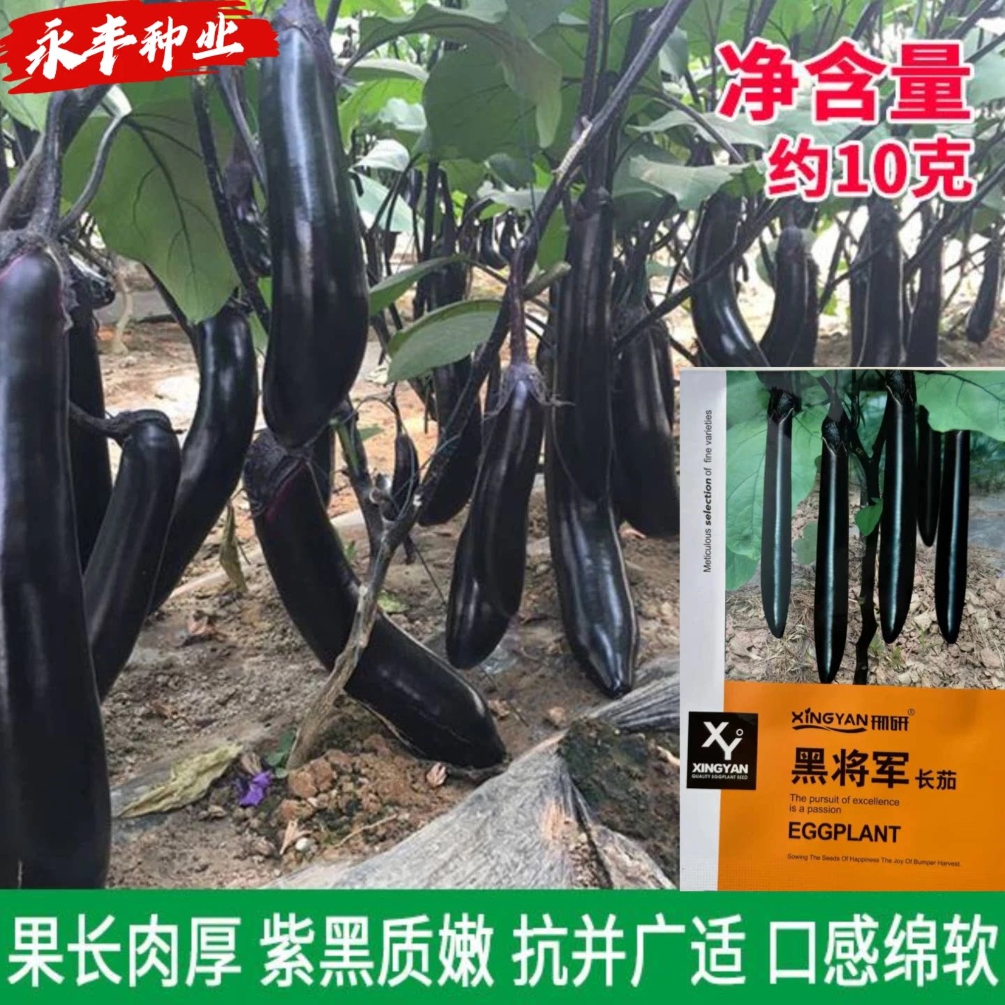 黑将军茄子种籽黑长茄种子粗棒早中熟杂交抗病皮薄果肉淡绿春秋