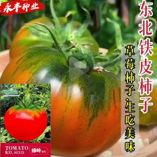 凯地绿岭番茄种子早熟高产绿肩无限生长耐运输大粉西红柿籽春秋播