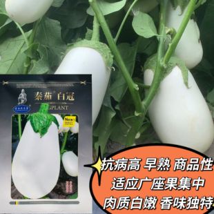 秦茄白冠茄子种子白皮茄子正宗高产椭圆形茄种籽春秋播蔬菜种子