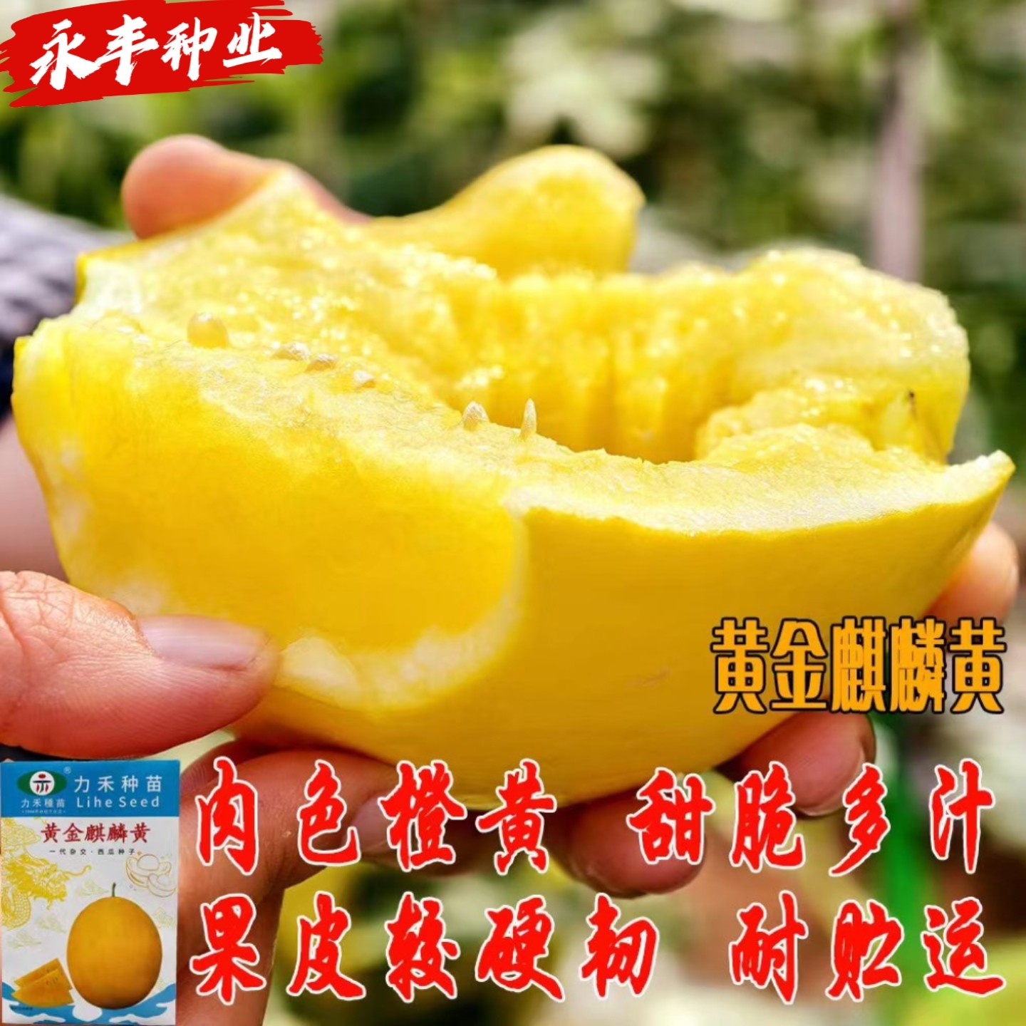 黄金麒麟黄礼品西瓜种子黄瓤甜脆多汁黄皮硬韧耐贮运四季水果种孑
