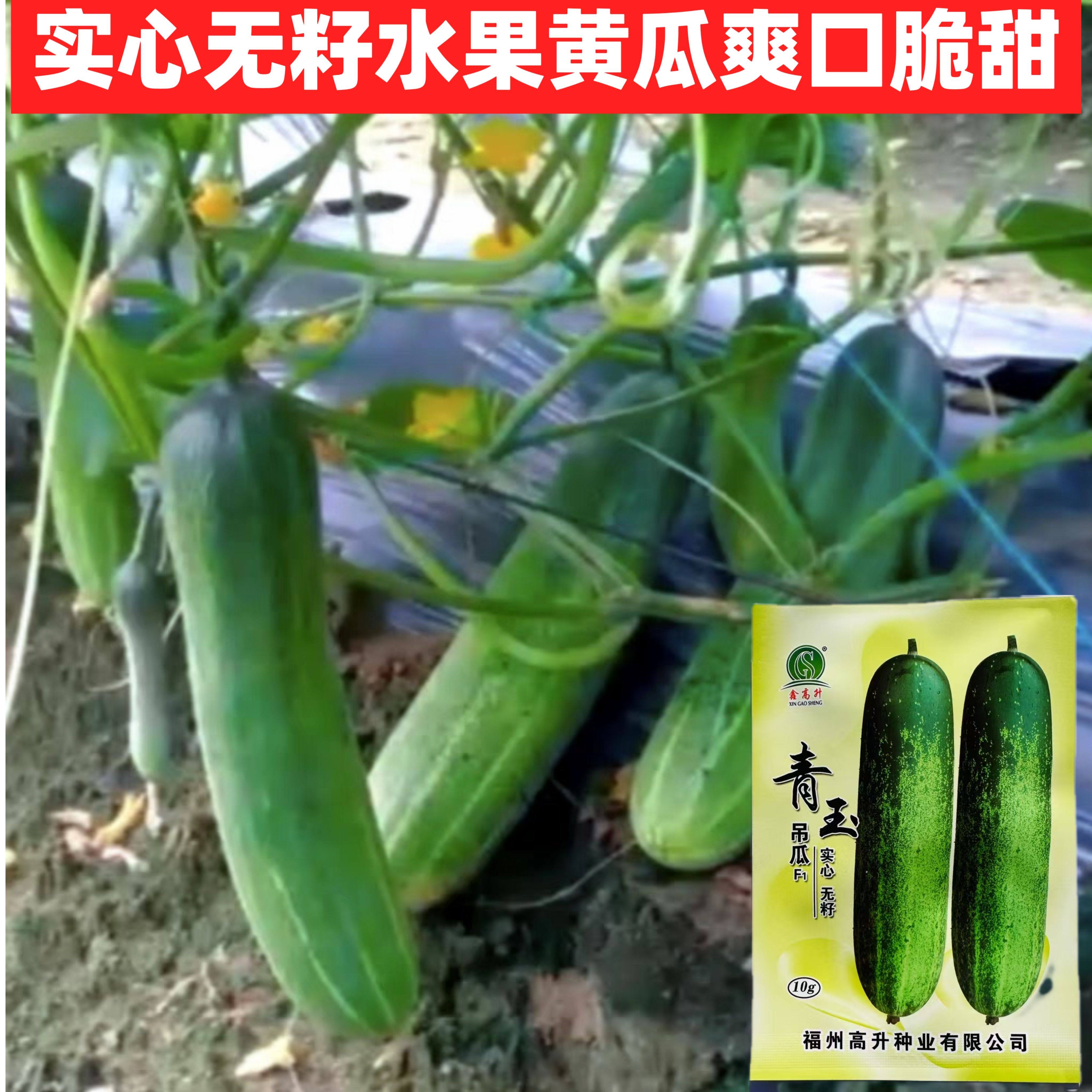 青玉吊瓜种子泰国引进水果吊瓜种子耐热农家脆甜黄瓜广东青瓜种子