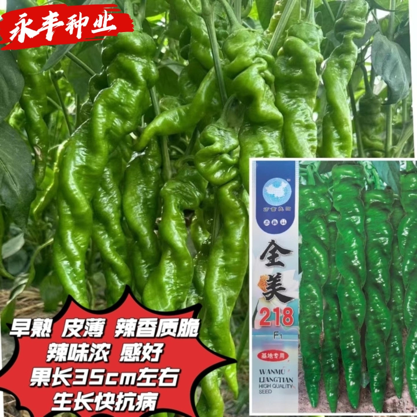 全美218螺丝椒种子口感好薄皮耐热抗寒浓辣长果早熟高产蔬菜种子