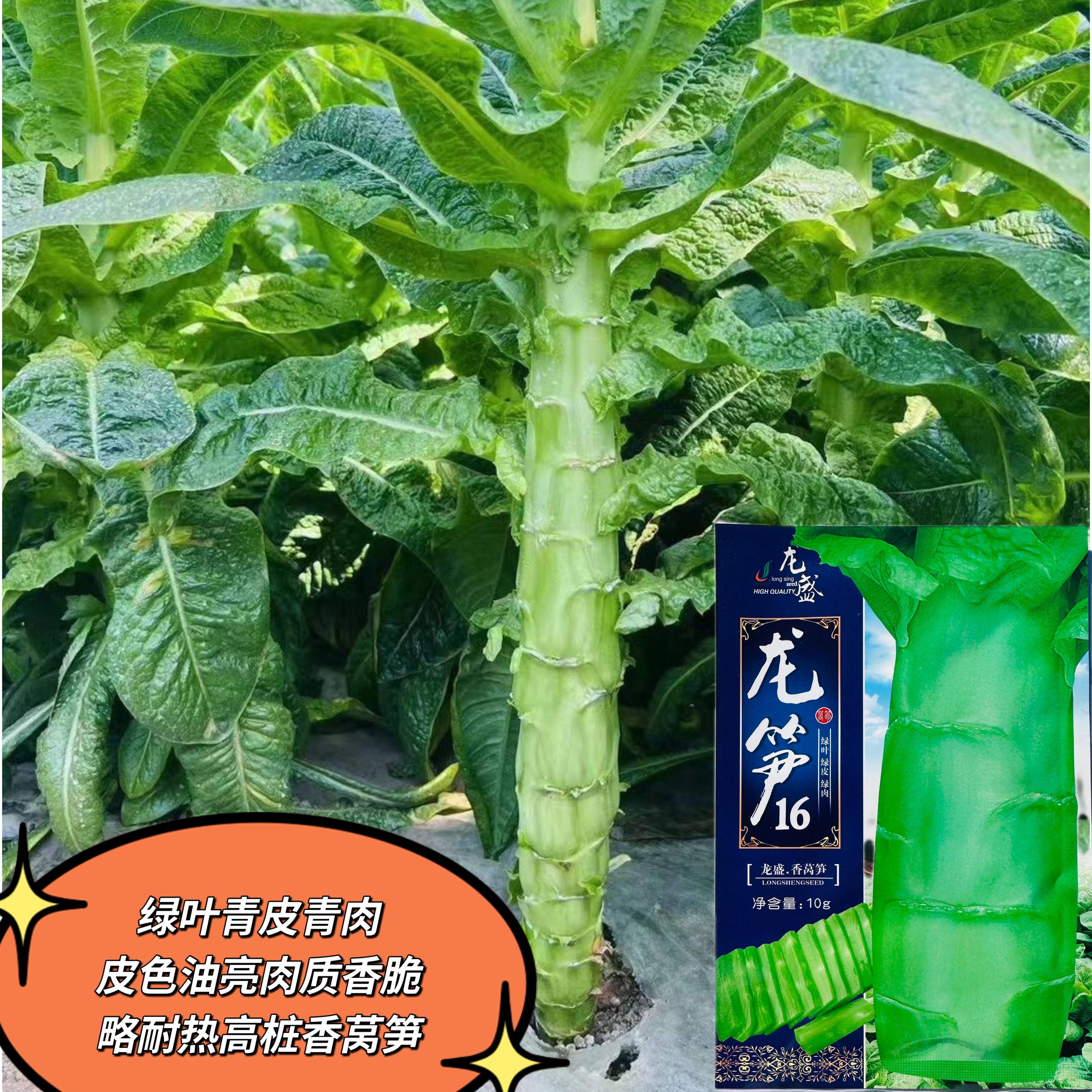 龙笋16号3号绿叶青皮青抗热尖叶香莴笋种籽莴苣菜种子春夏秋季播