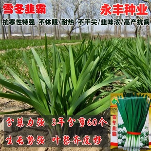 雪冬韭霸韭菜种子中科院培育抗寒不休眠四季播家庭阳台河南韭菜籽