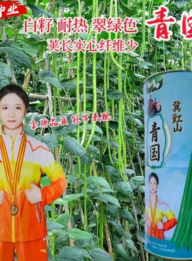 青国豇豆种子高产抗病耐热翠绿色荚长纤维少豆角种籽农家春秋播种