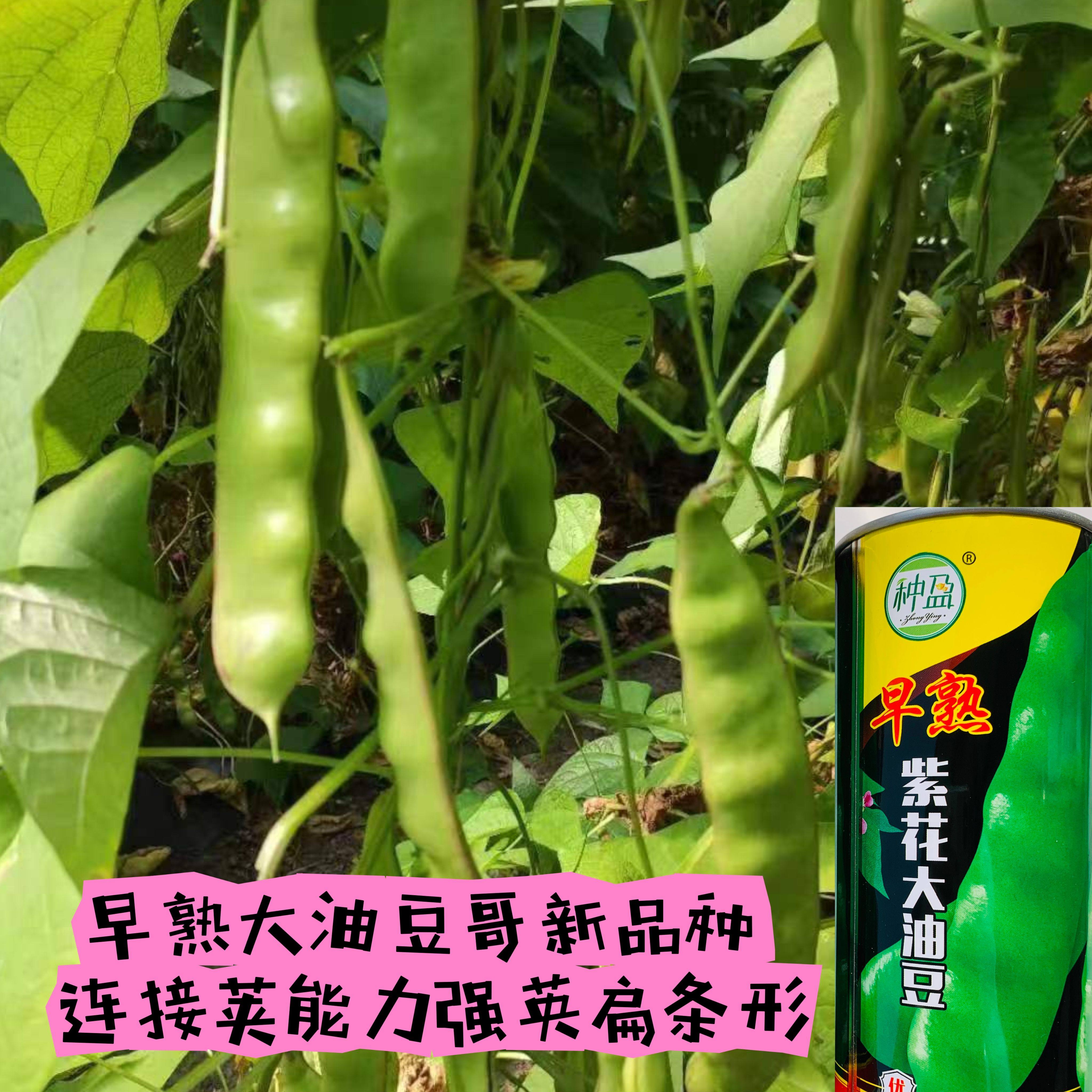 早熟紫花大油豆种子早熟露地大棚豆角种子豆荚深绿油亮大宽荚油豆