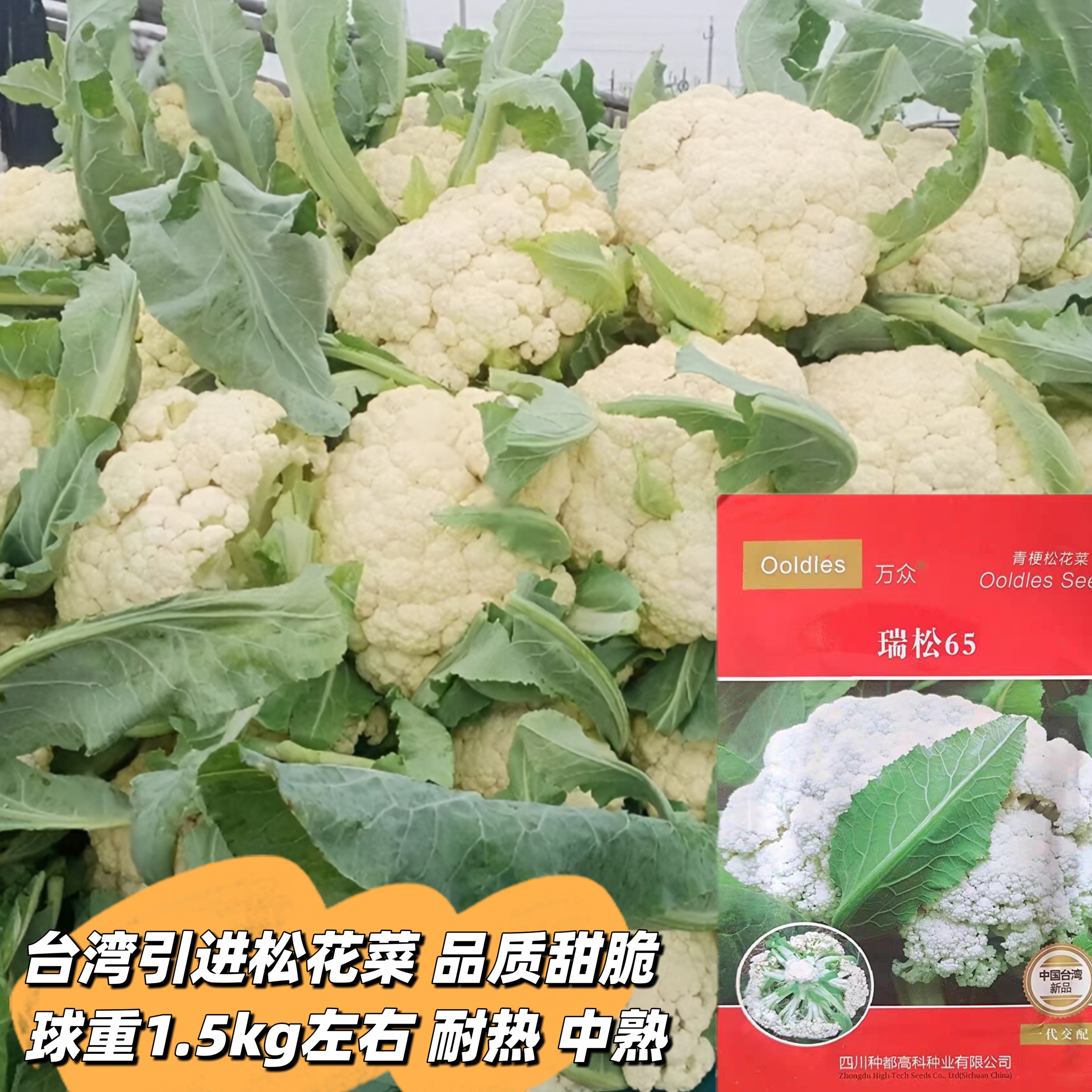 台湾瑞松65/85散花松花菜种子耐热早熟高产夏秋蔬菜有机花椰菜种