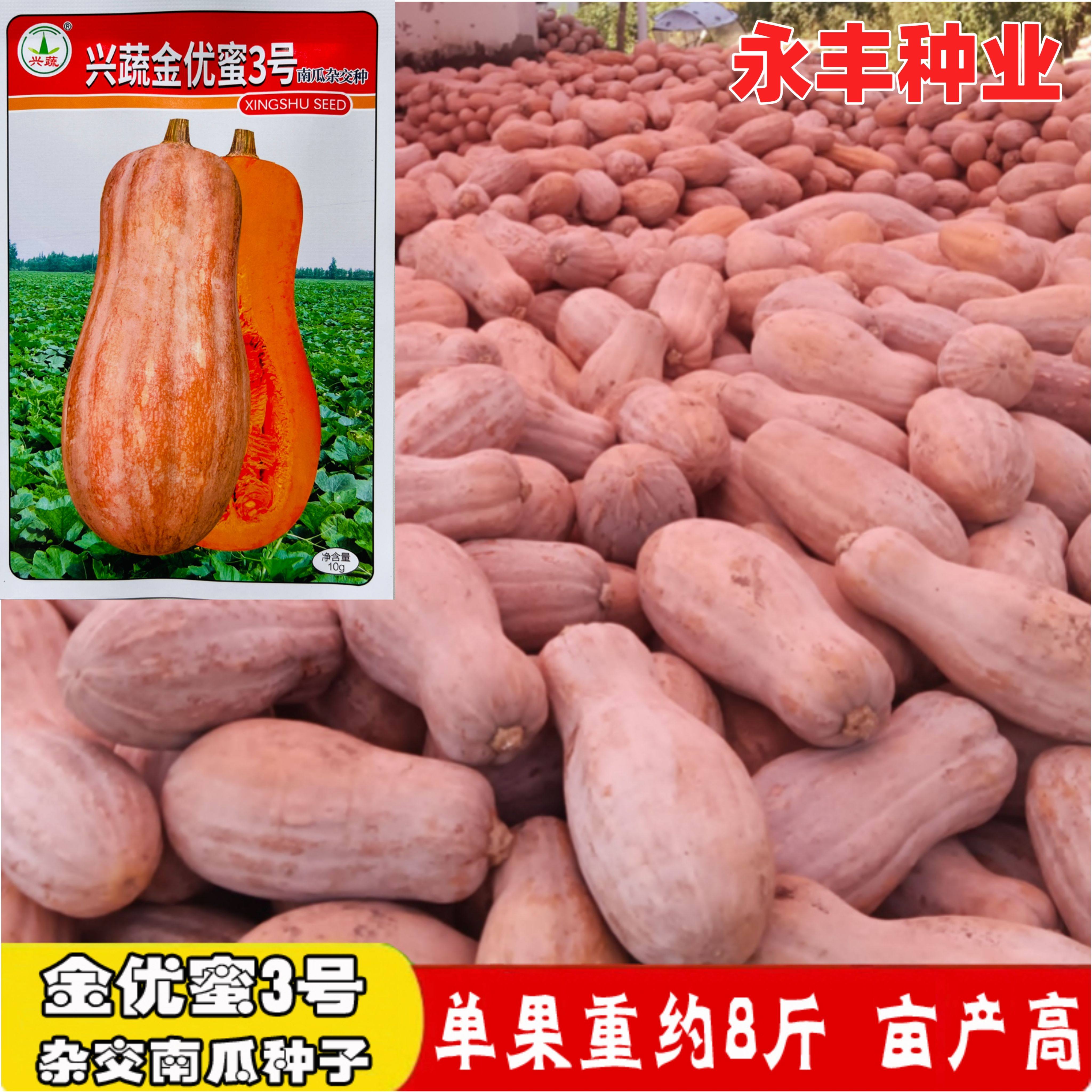 兴蔬金优蜜2号3号南瓜种籽杂交南瓜种子早熟高产耐贮运庭院农田
