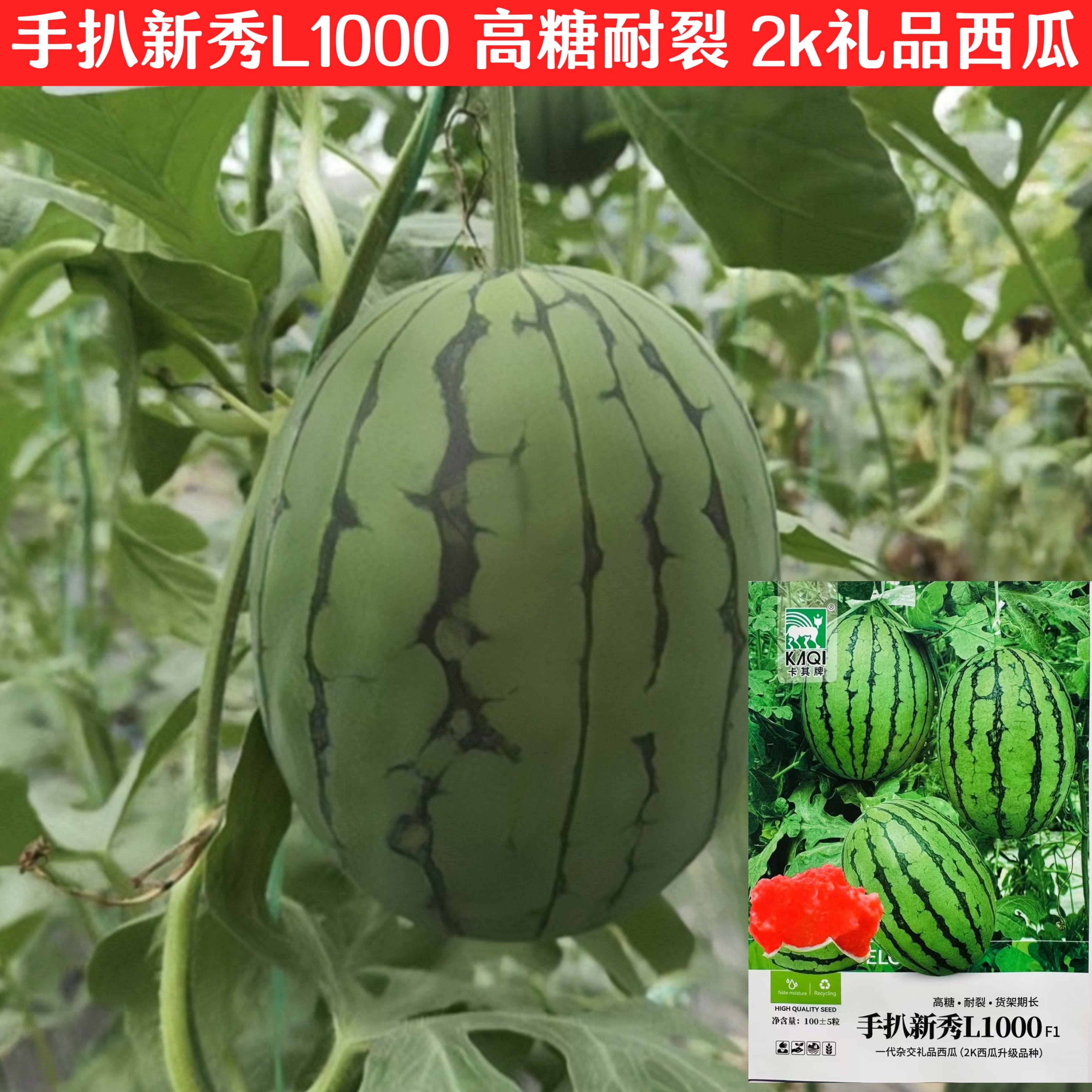 手扒新秀L1000西瓜种子超甜早熟杂交一代2K升级礼品西瓜种籽春夏