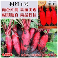丹红1号水果萝卜种子嫩脆全红皮白肉红萝卜农家春秋季播种蔬菜籽