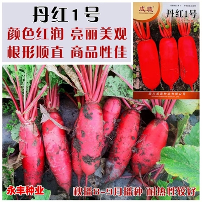 丹红1号水果萝卜种子嫩脆全红皮白肉红萝卜农家春秋季播种蔬菜籽