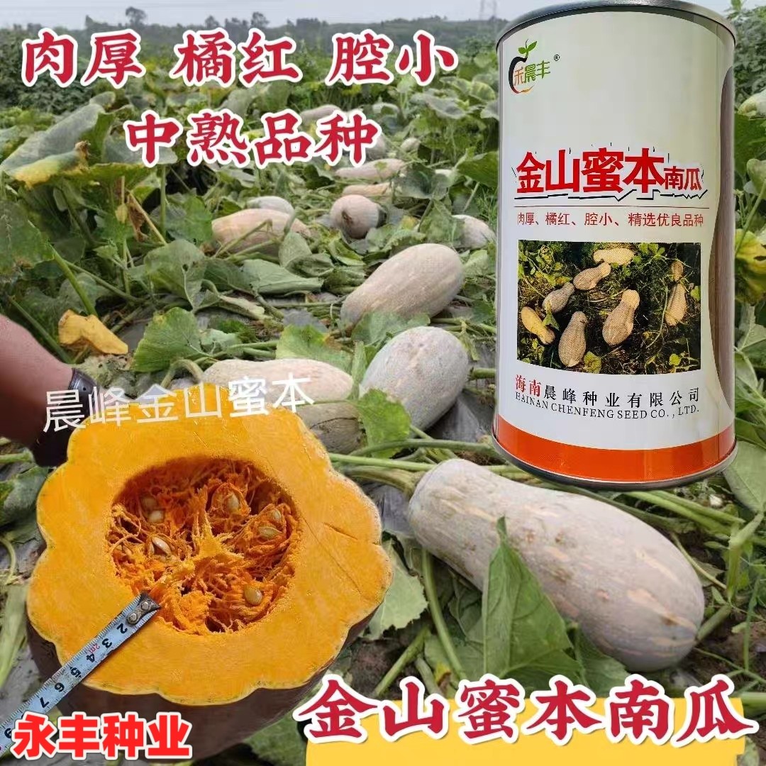 海南金山蜜本南瓜种子浓香肉厚腔小优质高产大果南瓜种子甜度高