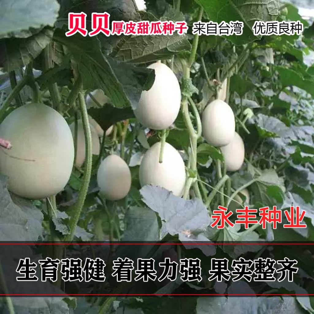 台湾贝贝甜瓜种籽白皮绿肉香瓜种子南方水果种籽春季四季正宗纯正