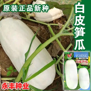 一串铃黄皮笋瓜四季高产小吊瓜籽白皮笋瓜庭院阳台盆栽大田种子