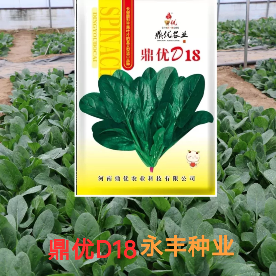 鼎优D18/011进口菠菜种子直立型菠菜种抗热耐寒圆叶红根菠菜秋冬