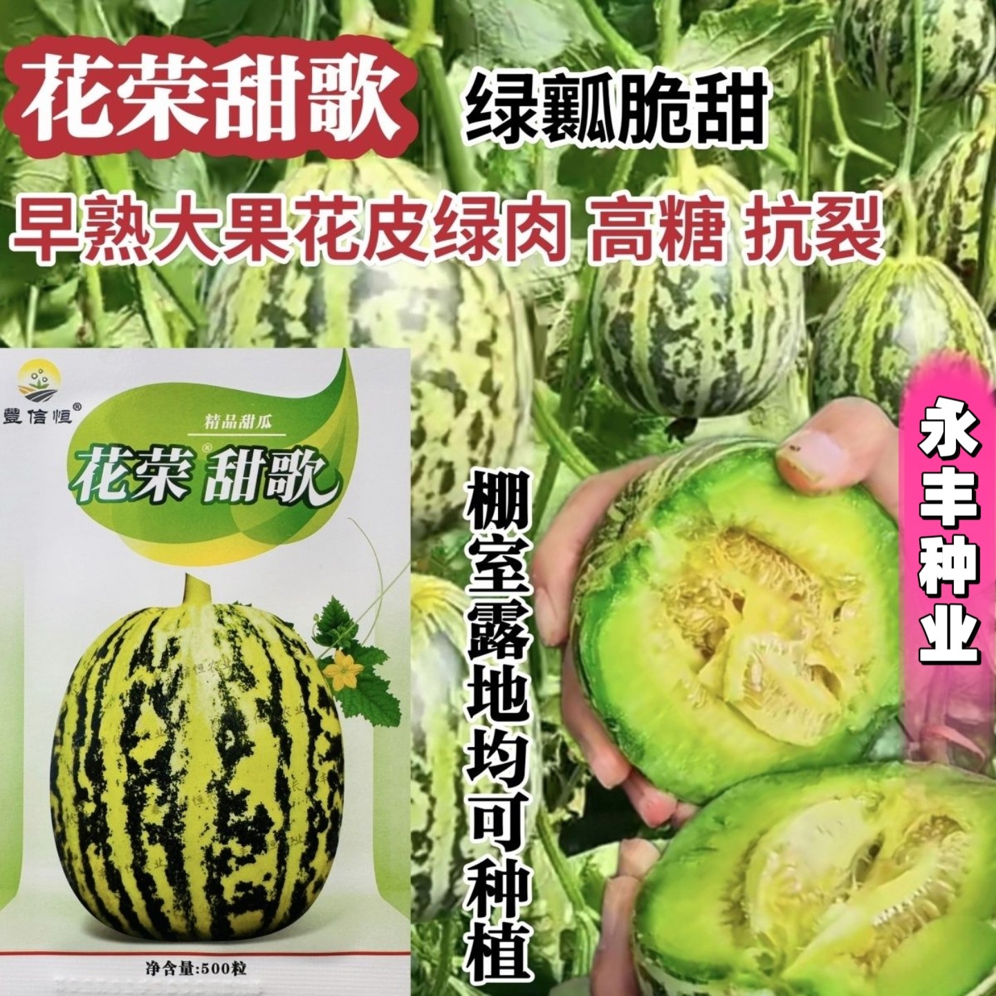 花荣甜歌甜瓜种子春秋播大果花皮绿肉绿瓤高糖抗裂甜脆甜瓜种籽孑
