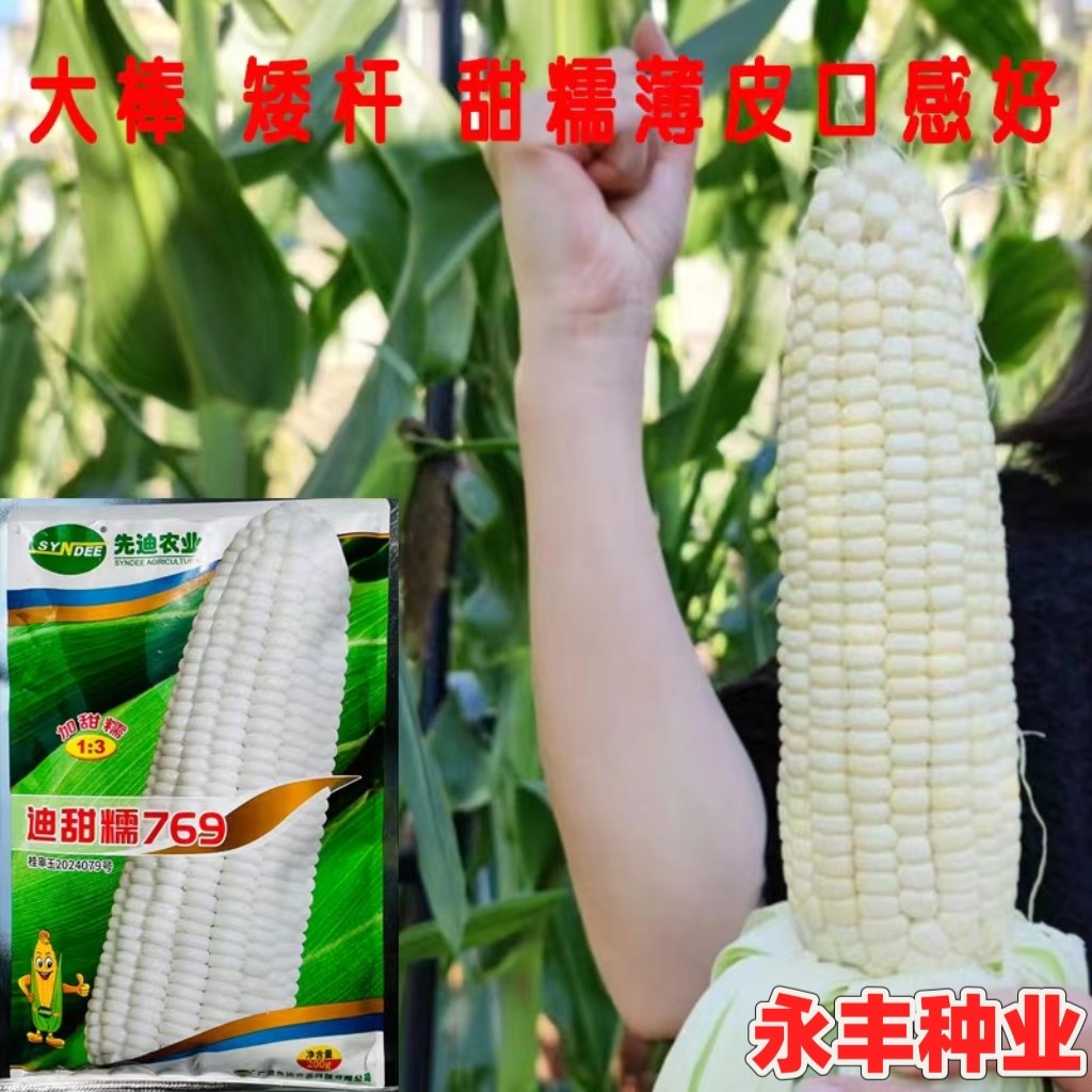 迪甜糯769白甜糯玉米白色甜加糯玉米大棒矮杆香甜糯玉米种春秋播