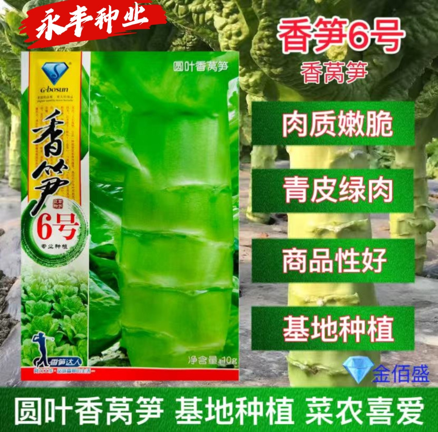 香笋6号3号莴苣种子圆叶香莴笋种籽耐热耐寒春夏秋季蔬菜种孑