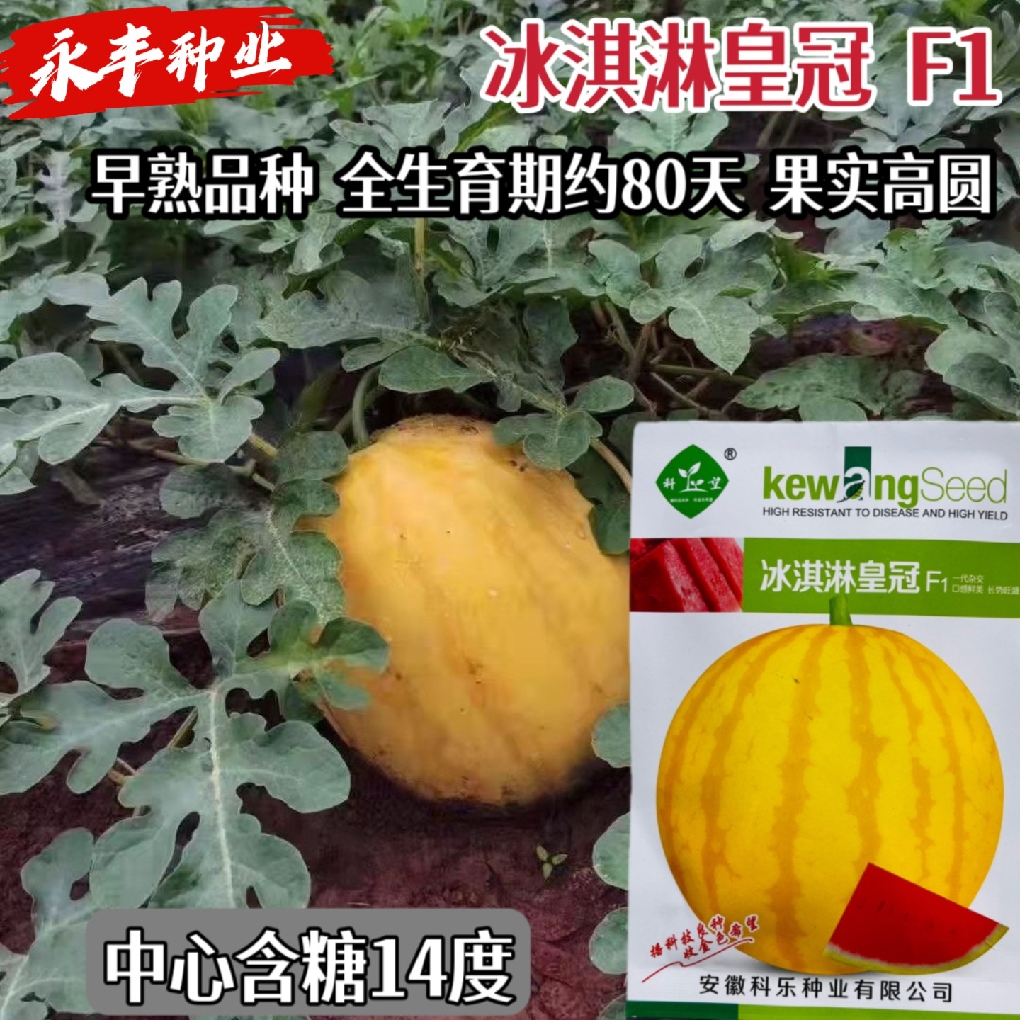冰淇淋皇冠F1黄皮红瓤西瓜种子高糖超甜种籽春夏季四季水果种孑