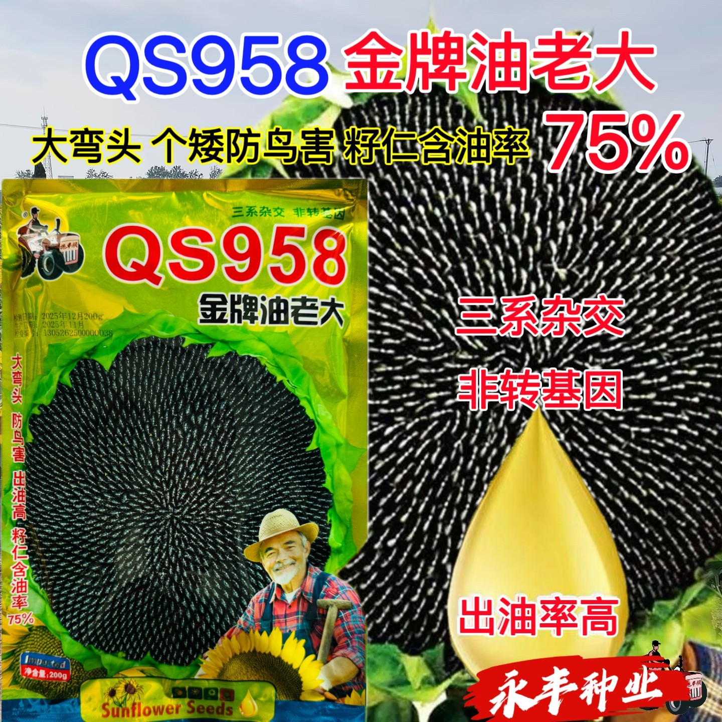 金牌油老大向日葵种子三系非转基因出油高大弯头个矮防虫害葵花籽