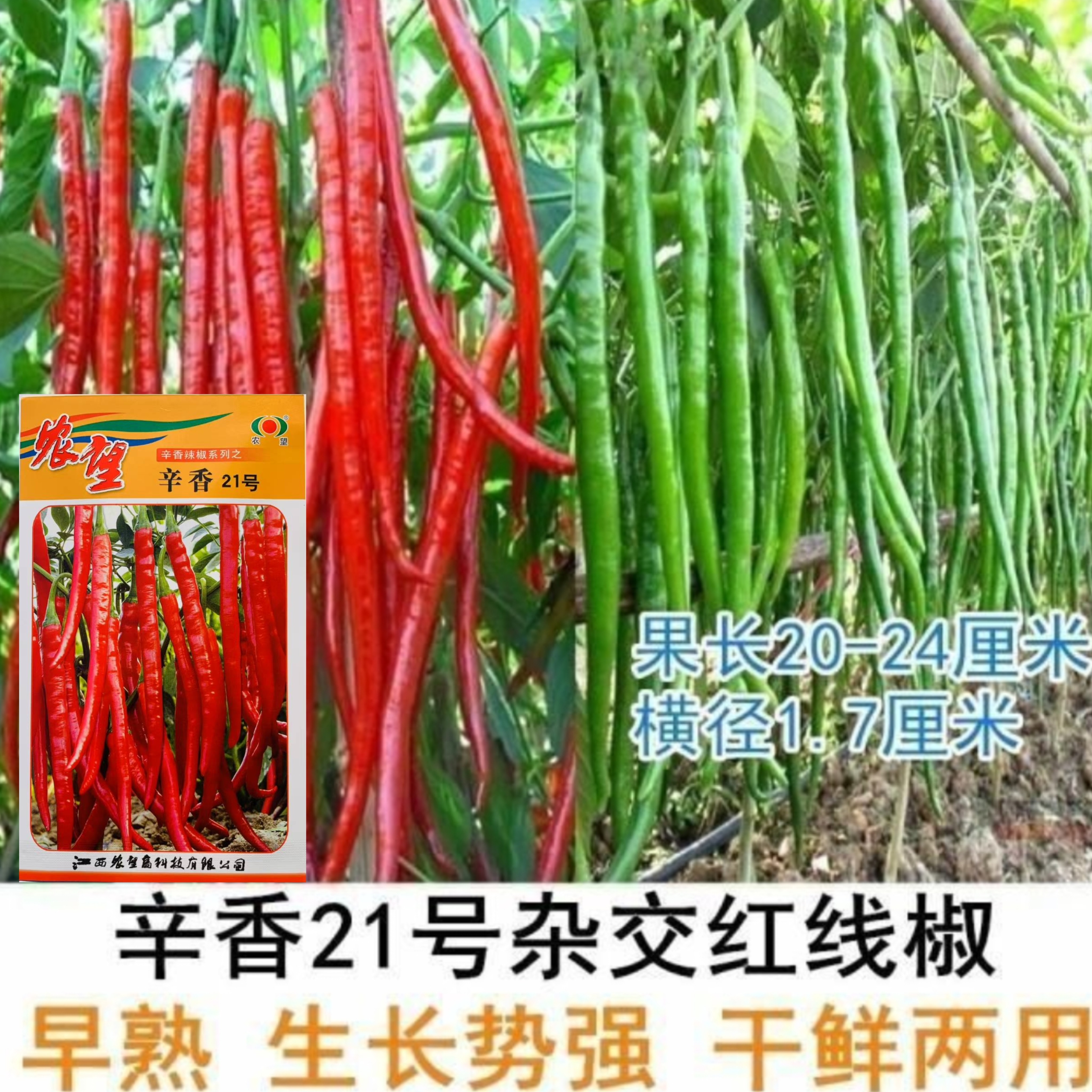 辛香21号线椒种子青红两用杂交一代辣椒种籽味辣皮薄香辣条椒种子