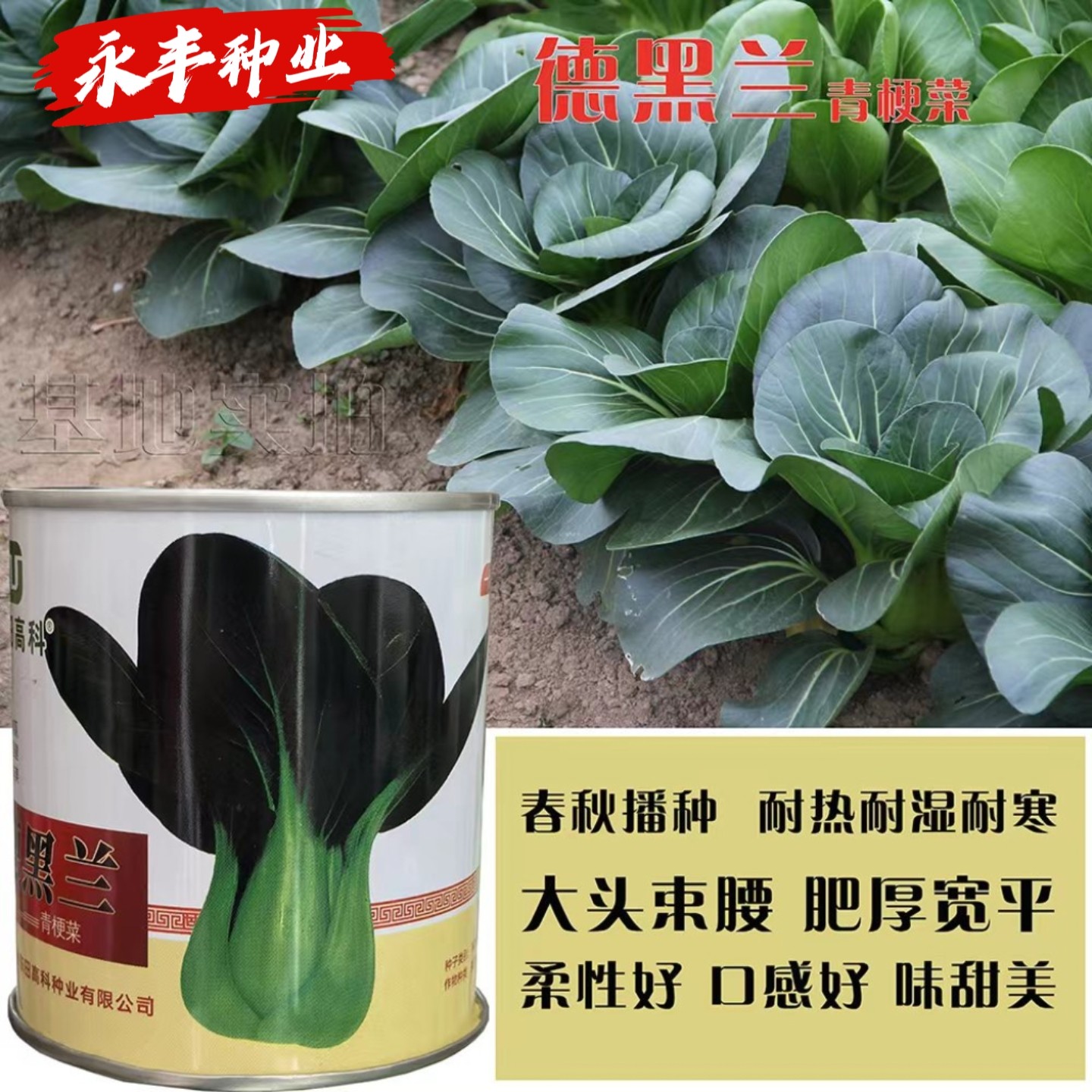 德黑兰青梗菜种子抗病高产耐热耐寒青梗菜种籽农家春夏秋播小青菜 - 实物图