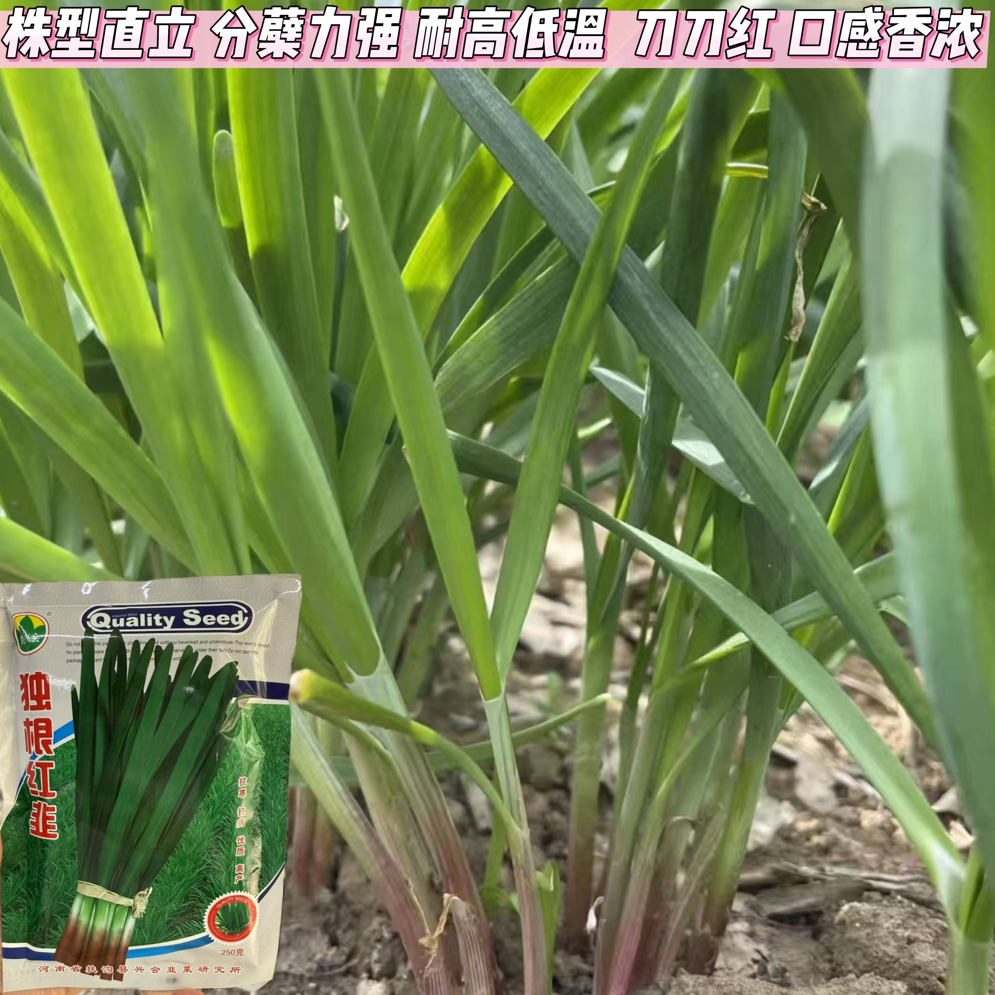 独根红韭菜种子多年生韭菜种籽刘兴会独根红宽叶耐热耐寒蔬菜种孑