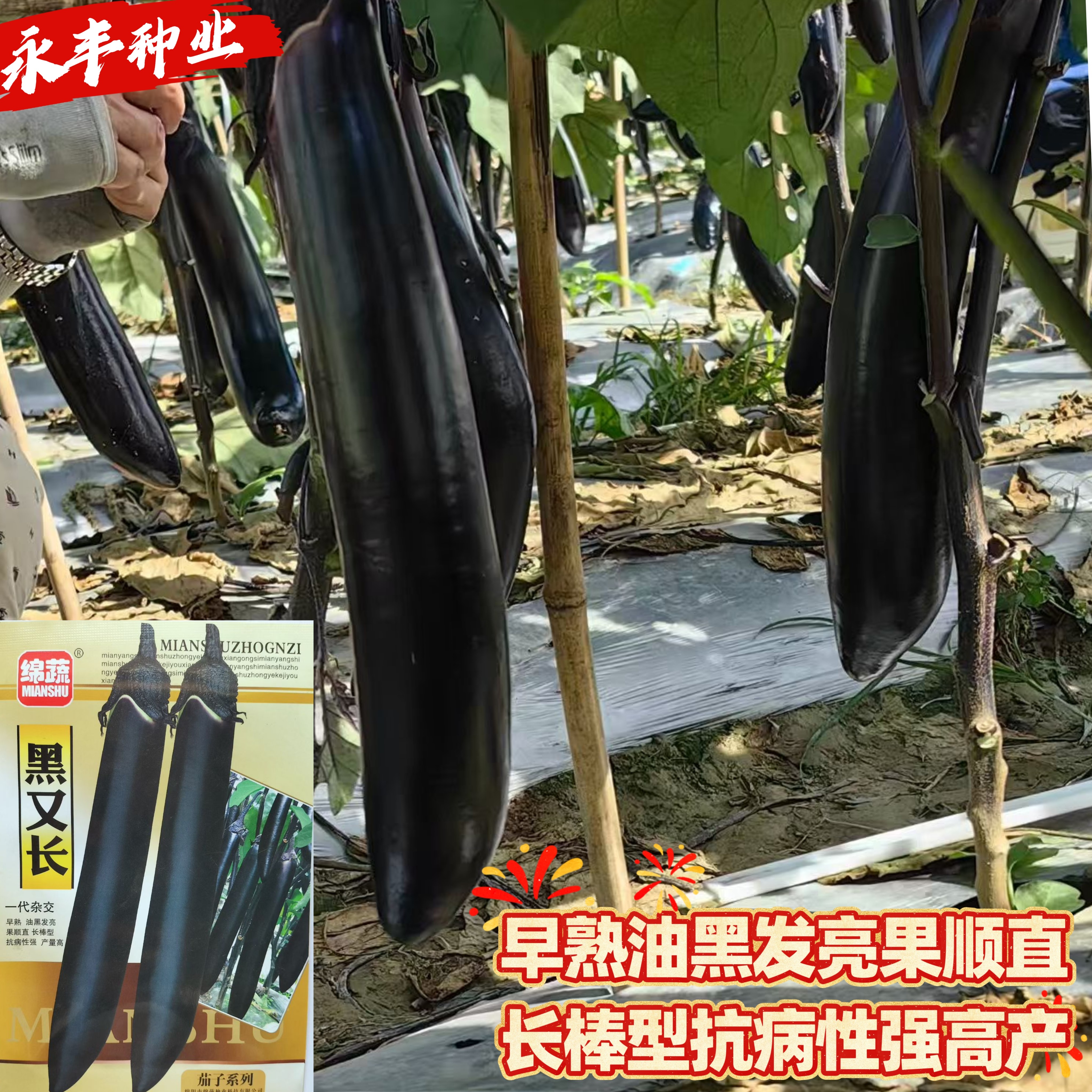 黑又长茄子种子早熟高产抗病强黑亮长茄种籽春秋播黑紫色茄子种籽
