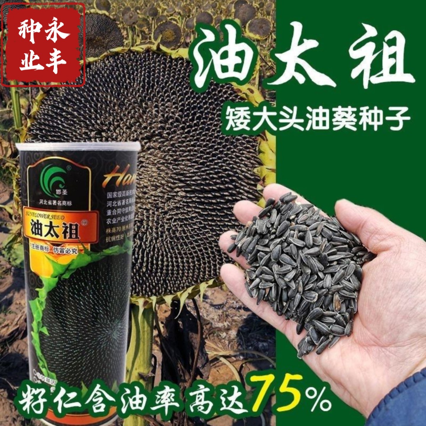 油太祖矮大头向日葵种子矮杆榨油高产葵花籽抗干旱抗虫病抗鸟害