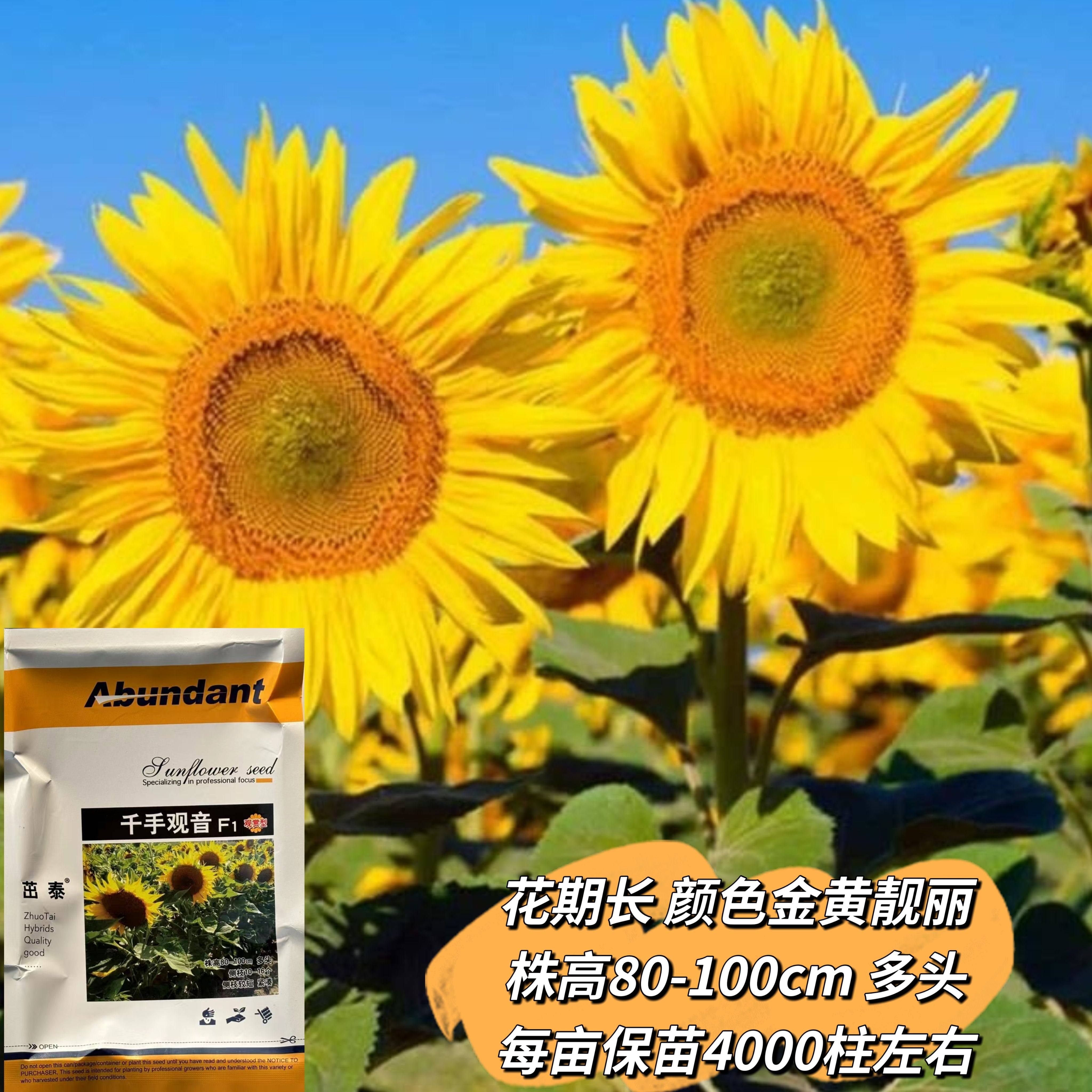 千手观音观赏向日葵种子向日葵花种子高产食用瓜子种子油葵种子