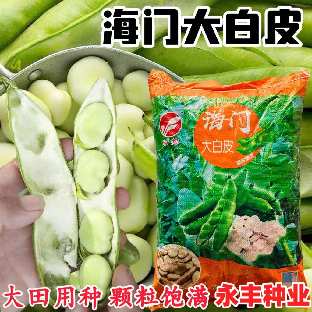 海门大白皮蚕豆种子大青皮蚕豆种子南北方农家春秋播高产蚕豆种籽