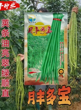 月丰多宝豇豆种子翠绿条豆角种籽高产分枝少肉厚耐老化顺直大田种
