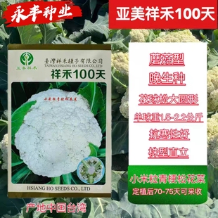 祥禾100松花菜种子蘑菇型青梗花椰菜台湾花菜小米粒籽花球松耐寒
