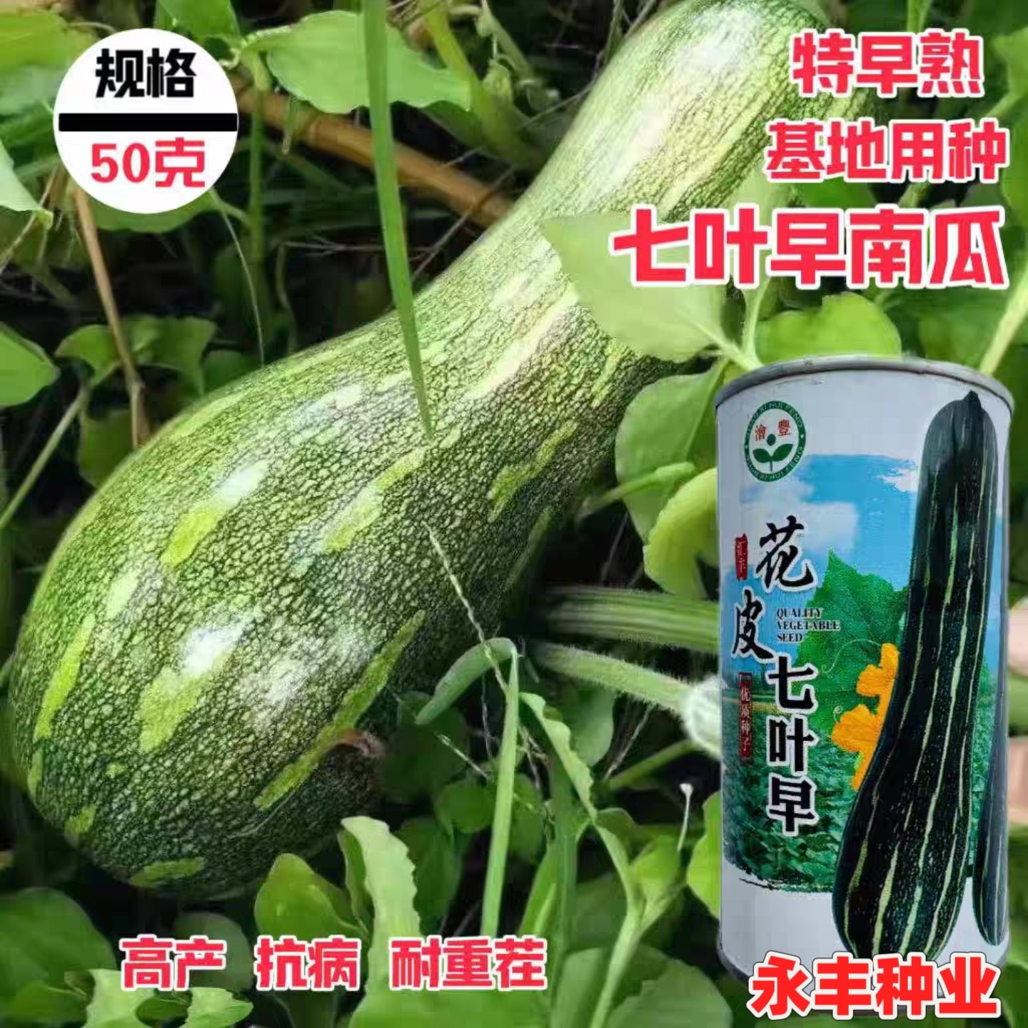 七叶早南瓜种子特早熟花皮长南瓜种子老品种好吃面甜倭瓜蔬菜种籽