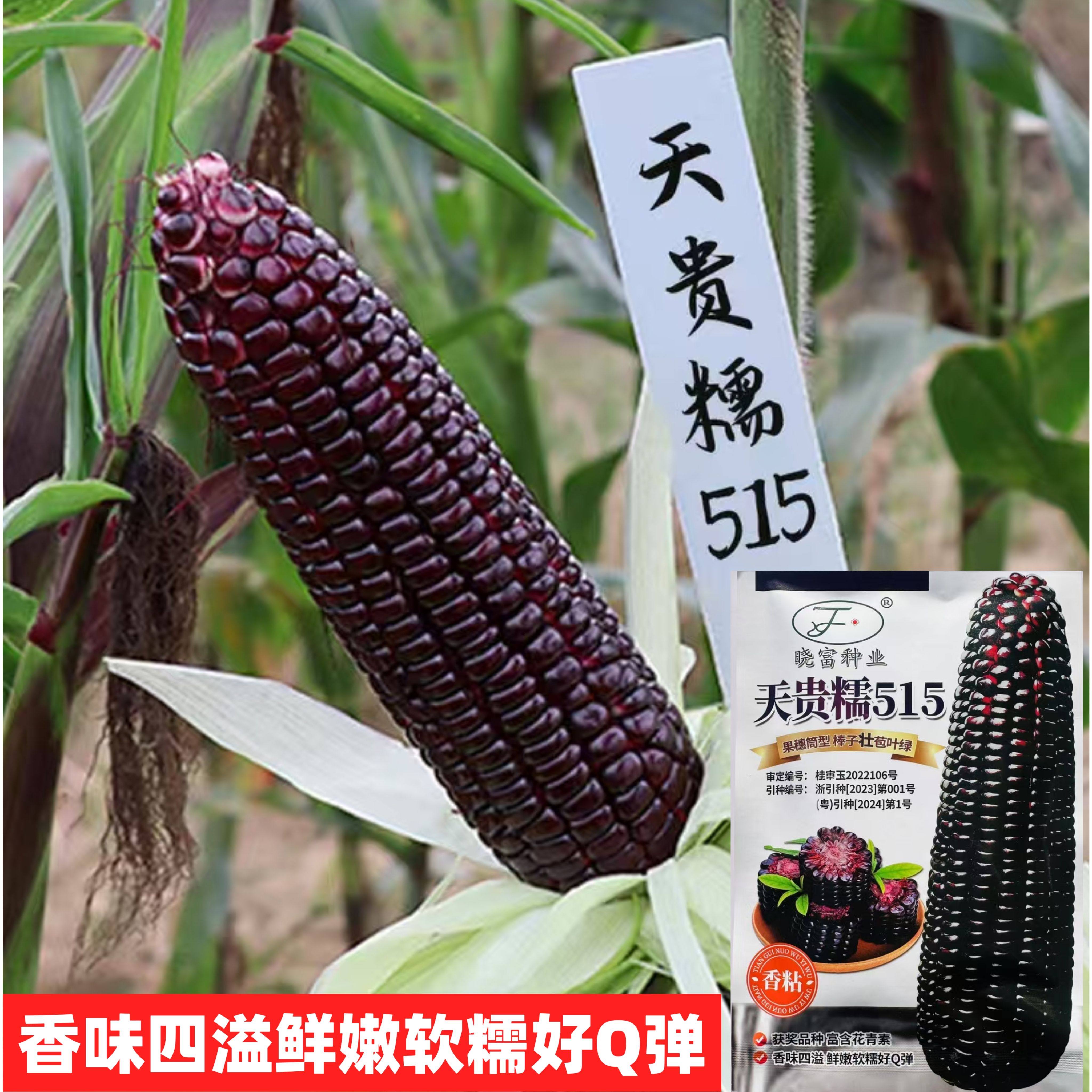 天贵糯515黑玉米种孑超甜粘水果玉米种子香脆甜糯糯米紫玉米种籽