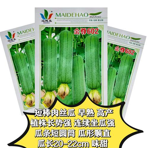 金尊602绿美丝瓜种子早熟高产抗病春秋播种蔬菜籽农家大田种植