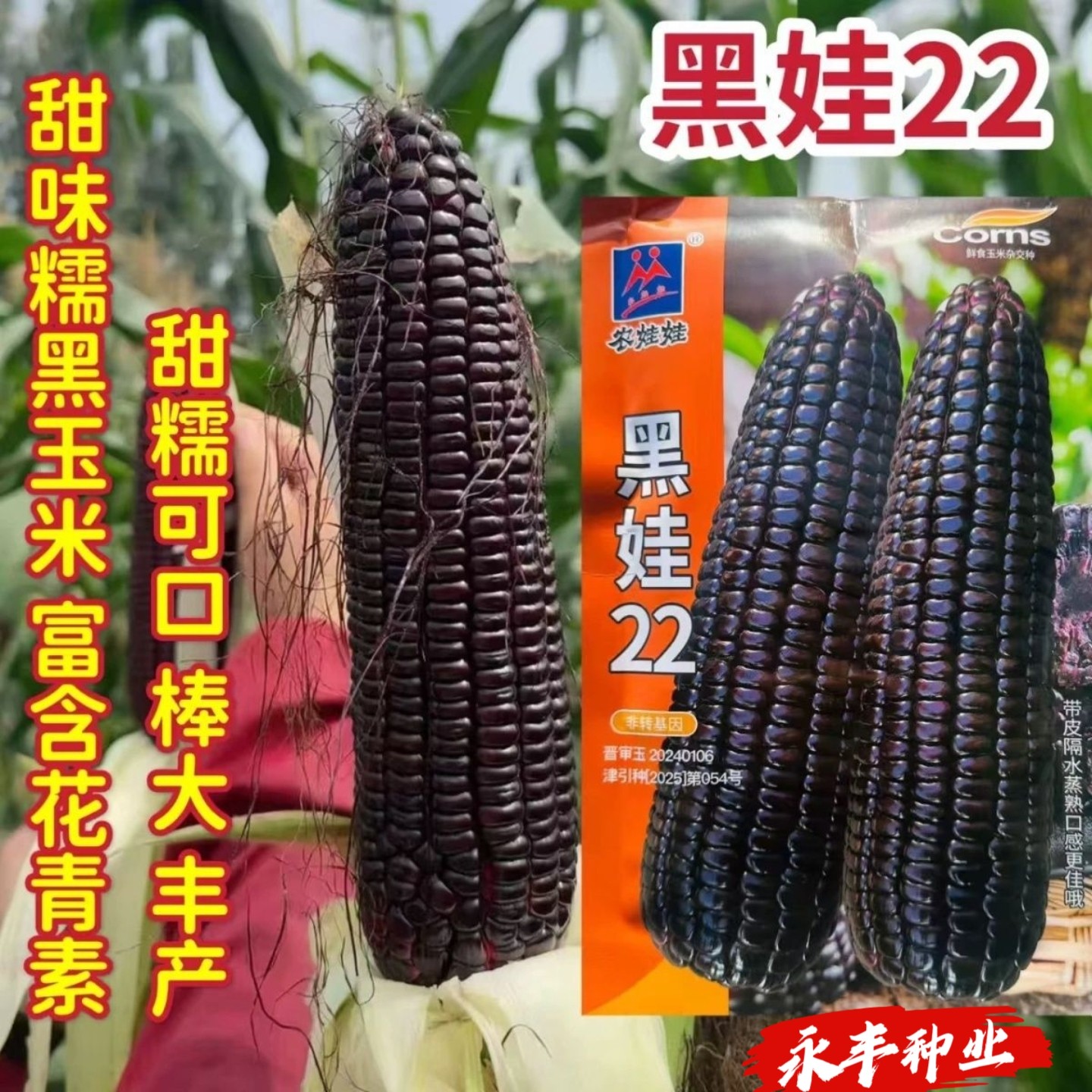 黑娃22黑甜味糯黑玉米种子非转基因大棒高产可口春夏蔬紫玉米种孑