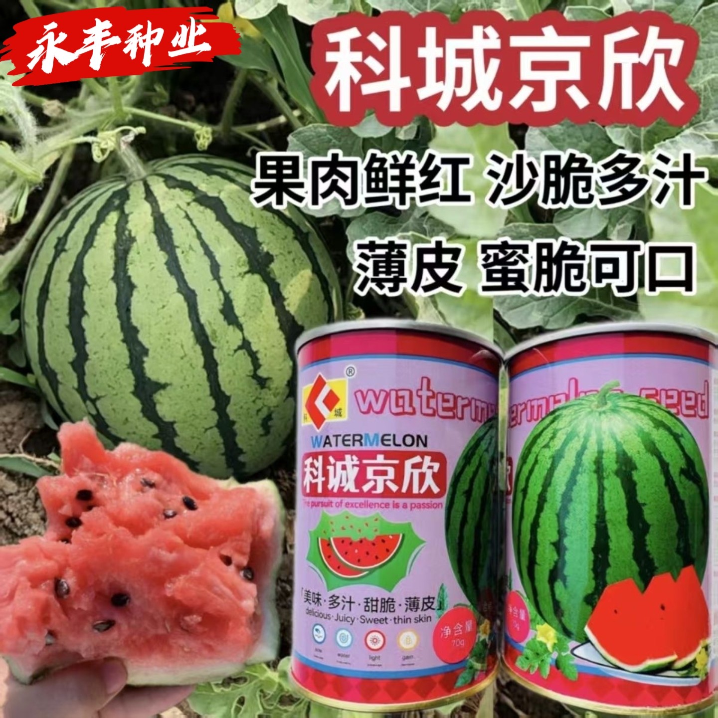 科诚京欣西瓜种子早熟高圆鲜红瓤坐果力强沙脆多汁抗病高产西瓜籽
