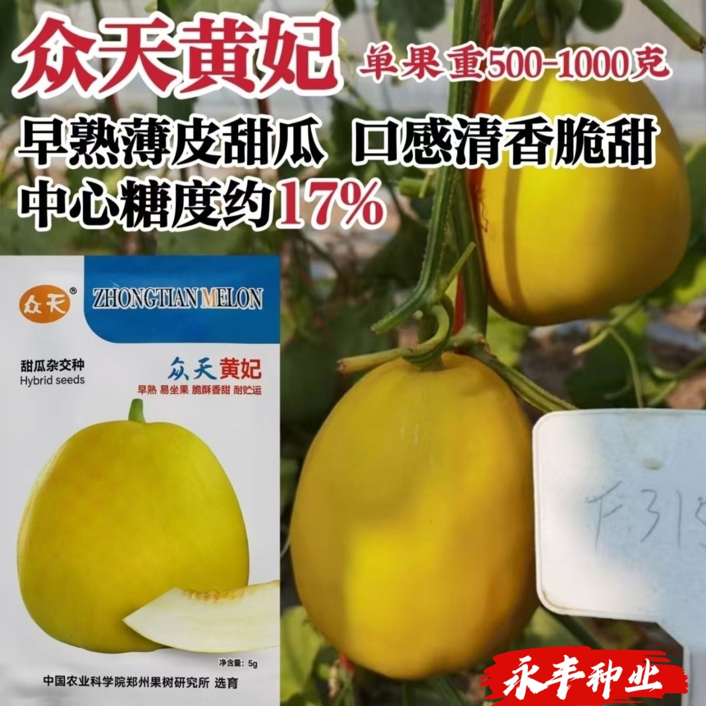 众天黄妃香瓜种子黄皮甜瓜种子薄皮早熟糖度高果肉乳白色香瓜种子