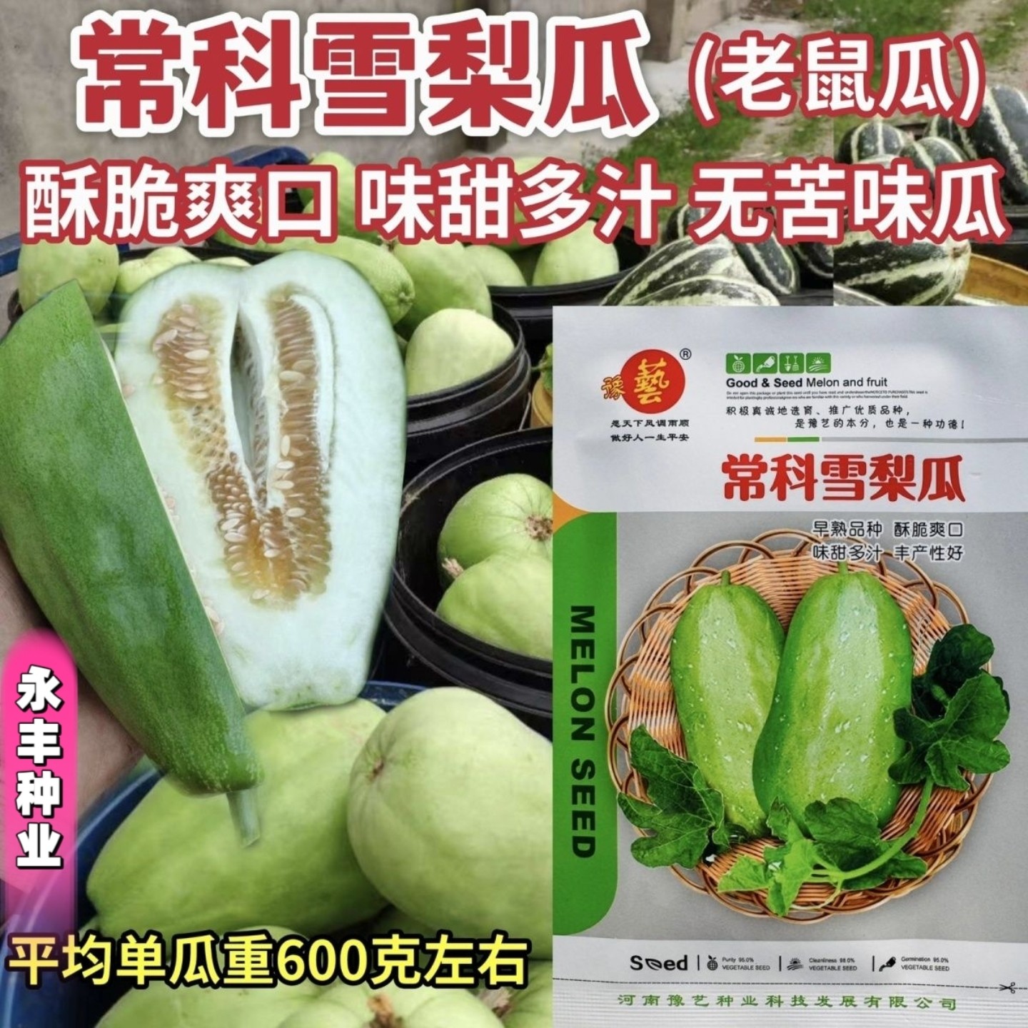 常熟雪梨瓜老鼠瓜甜瓜种子早熟味甜多汁酥脆无苦味长梨形香瓜种子